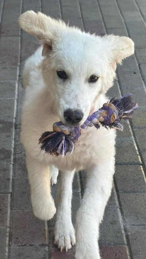 Coco Bellissimo Cucciolo